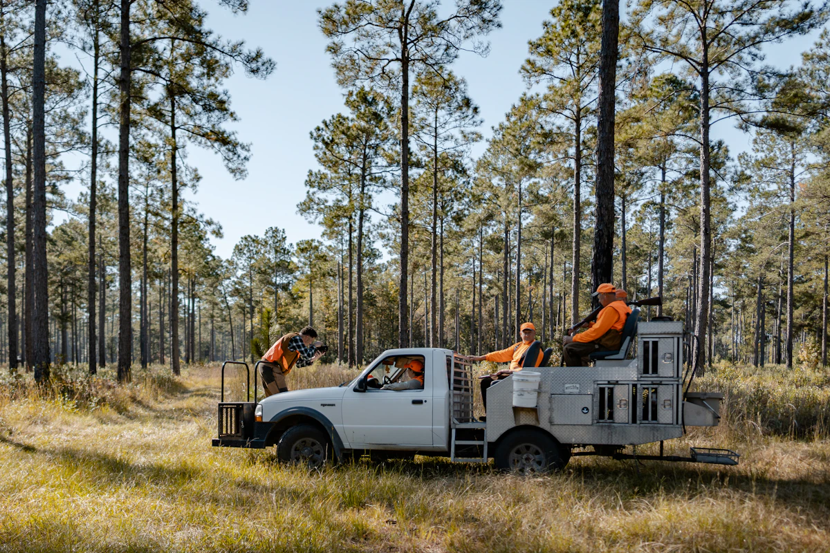 European Driven Shoot - Pheasant